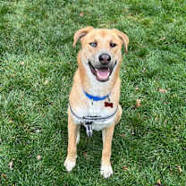 Thumbnail photo of Noodle #4