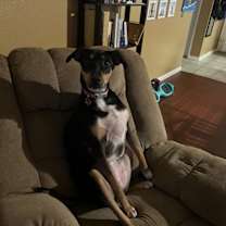 Thumbnail photo of Savannah #1