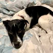 Thumbnail photo of Ferris #3