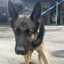 Thumbnail photo of Rex2 3144 #2