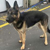 Thumbnail photo of Rex2 3144 #3