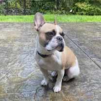 Thumbnail photo of Papi #1