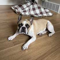 Thumbnail photo of Papi #3