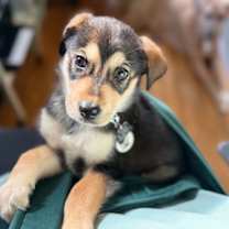 Thumbnail photo of Rowan #1