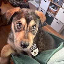 Thumbnail photo of Rowan #2