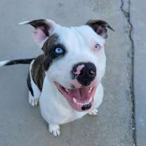 Thumbnail photo of Tiger #1