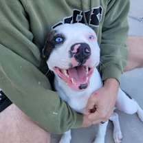 Thumbnail photo of Tiger #3