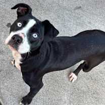 Thumbnail photo of Willow #1