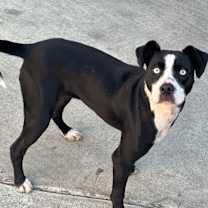 Thumbnail photo of Willow #3