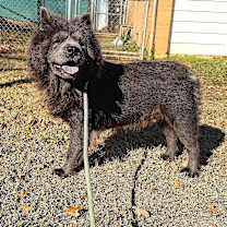 Thumbnail photo of Mocha #1