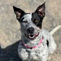 Thumbnail photo of  Pepper was Ellanor A2187159 #1