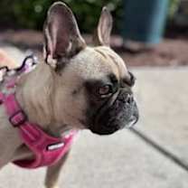 Thumbnail photo of Sinola #2