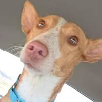 Thumbnail photo of Marley #3