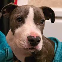 Thumbnail photo of Smokey #4