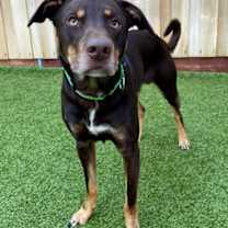 Thumbnail photo of Shadoozy #2