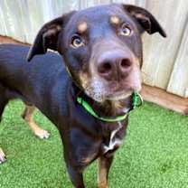 Thumbnail photo of Shadoozy #3