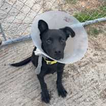 Thumbnail photo of Emmett #1