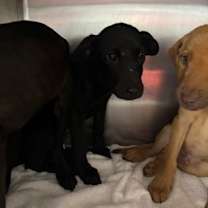 Thumbnail photo of Emmett #2