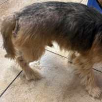 Thumbnail photo of Robo #3