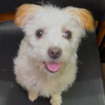 Thumbnail photo of Eevee (Dallas) #3