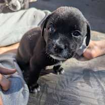 Thumbnail photo of Big Boy #1