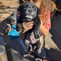 Thumbnail photo of Big Boy #4