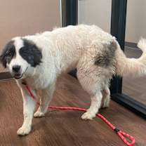 Thumbnail photo of Pongo #2