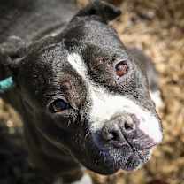 Thumbnail photo of Pippa #1