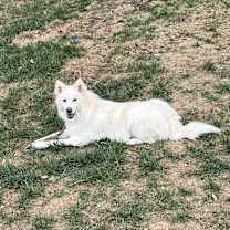 Thumbnail photo of Willow #2