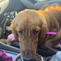 Thumbnail photo of Bella #1