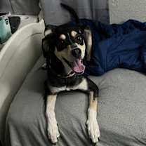 Thumbnail photo of Nala #1