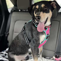 Thumbnail photo of Nala #2