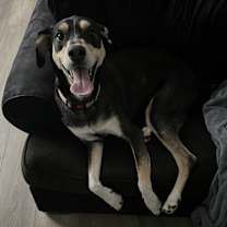 Thumbnail photo of Nala #3