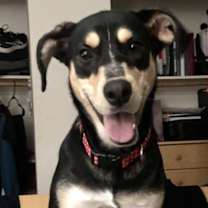 Thumbnail photo of Nala #4