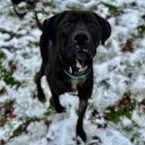 Thumbnail photo of Koa #1