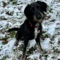 Thumbnail photo of Harry #2