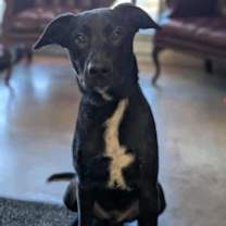 Thumbnail photo of Tonio #3