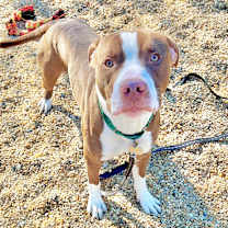 Thumbnail photo of Buster(Foster/Adopt Only) #1