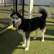 Thumbnail photo of Steele #1