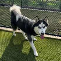 Thumbnail photo of Steele #3