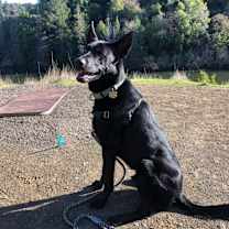 Thumbnail photo of Ringo #3