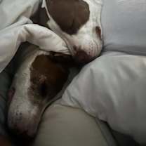 Thumbnail photo of Nilo #1