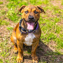 Thumbnail photo of Ziggy #4