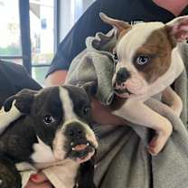 Thumbnail photo of Riley LG #4