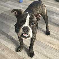 Thumbnail photo of Winston LG #1