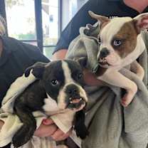 Thumbnail photo of Winston LG #3