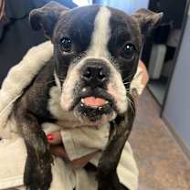 Thumbnail photo of Winston LG #2