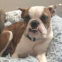 Thumbnail photo of Riley LG #1