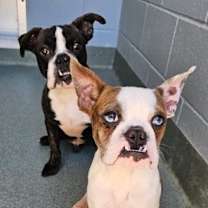 Thumbnail photo of Winston LG #4