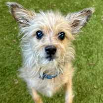 Thumbnail photo of Poppy #1